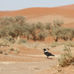 Corbeau pie (Sossusvlei)