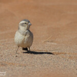 Moineau mélanure femelle (Sossusvlei)