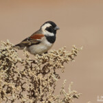 Moineau mélanure mâle (Sossusvlei)