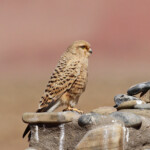 Great Kestrel, Crécerelle à iris blanc (Sossusvlei)