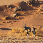 Oryx (Sossusvlei)
