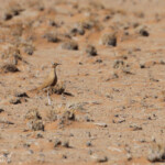 Burchell's Courser, Courvite de Burchell (Sossusvlei)