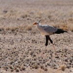 Secrétaire (Sossusvlei)