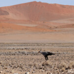 Secrétaire (Sossusvlei)