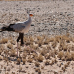 Secrétaire (Sossusvlei)