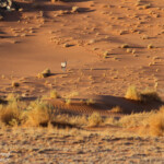 Oryx (Sossusvlei)