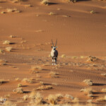 Oryx (Sossusvlei)