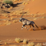 Oryx (Sossusvlei)