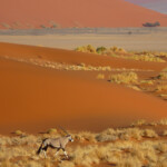 Oryx (Sossusvlei)
