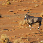 Oryx (Sossusvlei)