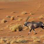 Oryx (Sossusvlei)
