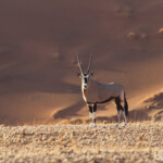 Oryx (Sossusvlei)