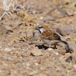 Great Sparrow, Grand Moineau au sud de Windhoek