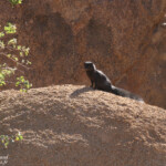 Mangouste flavescente (Spitzekoppe)