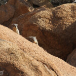 Daman (Rock hyrax, Spitzekoppe)