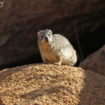 Daman (Rock hyrax, Spitzekoppe)