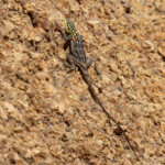 Agame de Namibie (Spitzekoppe)