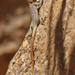 Agame de Namibie (Spitzekoppe)