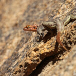 Agame de Namibie (Spitzekoppe)