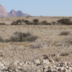 Outarde de Ruppell (ruppell's Korhaan)