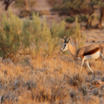 Springbok, Sestriem