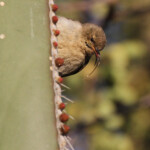 Dusky sunbird, Souimanga fuligineux, Trans-kalahari camping, près de l'aéroport
