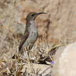 Dusky sunbird, Souimanga fuligineux au sud de Windhoek