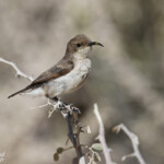 Dusky sunbird, Souimanga fuligineux au sud de Windhoek