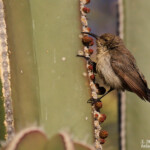 Dusky sunbird, Souimanga fuligineux, Trans-kalahari camping, près de l'aéroport