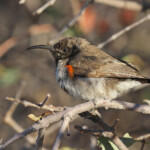 Souimanga fuligineux (Spitzekoppe)