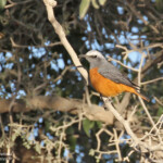 Short-toed Rock-trush, Monticole à doigts courts, sud de Windhoek