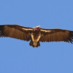 Vautour oricou, sud de Windhoek