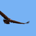 Vautour oricou, sud de Windhoek