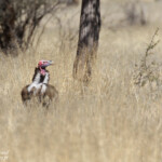 Vautour oricou, sud de Windhoek
