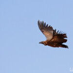 Vautour africain, sud de Windhoek