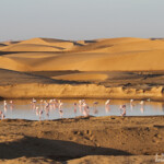 Flamants (Walvis Bay)