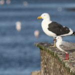 Mouette de Hartlaub et Goéland dominicain (Walvis Bay)