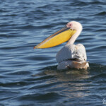 Pélican blanc (Walvis Bay)
