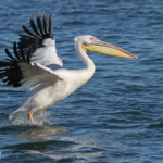 Pélican blanc (Walvis Bay)