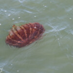 Méduse rayonnée (Chrysaora hysoscella Walvis Bay)
