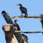 Cormoran du Cap (Walvis Bay)