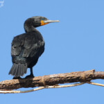 Cormoran du Cap (Walvis Bay)