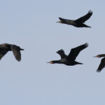 Cormoran du Cap (Walvis Bay)