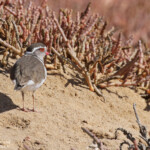Gravelot à triple bande (Walvis Bay)
