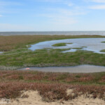 Les salins de Walvis Bay