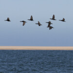 Cormoran du Cap (Walvis Bay)