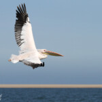 Pélican blanc (Walvis Bay)