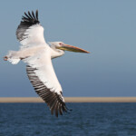 Pélican blanc (Walvis Bay)