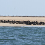 Otarie à fourrure du Cap (Walvis Bay)