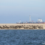 Otarie à fourrure du Cap (Walvis Bay)